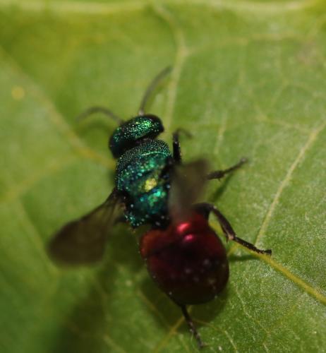 Réf. 296 955 : Hedychrum gerstaeckeri